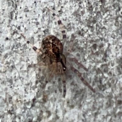 Cryptachaea veruculata (Diamondback comb-footed spider) at QPRC LGA - 20 Apr 2024 by Hejor1