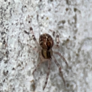 Cryptachaea veruculata at QPRC LGA - 20 Apr 2024