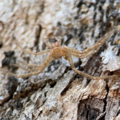 Sparassidae (family) (A Huntsman Spider) at Cuumbeun Nature Reserve - 20 Apr 2024 by Hejor1