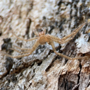 Sparassidae (family) at QPRC LGA - 20 Apr 2024 09:29 AM