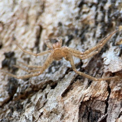 Sparassidae (family) (A Huntsman Spider) at Cuumbeun Nature Reserve - 19 Apr 2024 by Hejor1