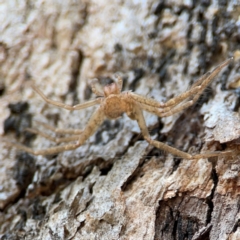 Unidentified Huntsman spider (Sparassidae) at Carwoola, NSW - 19 Apr 2024 by Hejor1