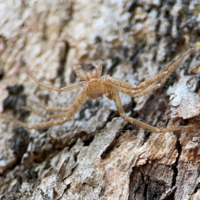 Unidentified Huntsman spider (Sparassidae) at Carwoola, NSW - 19 Apr 2024 by Hejor1
