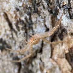 Sparassidae (family) at QPRC LGA - 20 Apr 2024 09:29 AM