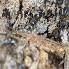 Sparassidae (family) at QPRC LGA - 20 Apr 2024