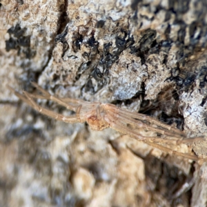 Sparassidae (family) at QPRC LGA - 20 Apr 2024 09:29 AM