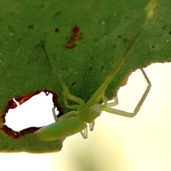 Cetratus rubropunctatus (Long green crab spider) at QPRC LGA - 19 Apr 2024 by Hejor1