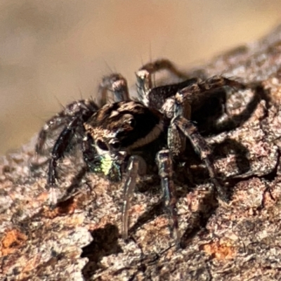 Jotus auripes (Jumping spider) at Cuumbeun Nature Reserve - 19 Apr 2024 by Hejor1