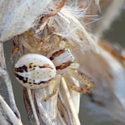 Australomisidia sp. (genus) (Flower spider) at Cuumbeun Nature Reserve - 19 Apr 2024 by Hejor1