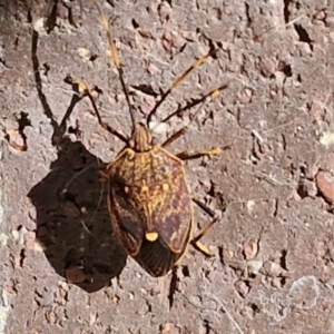 Unidentified Shield, Stink or Jewel Bug (Pentatomoidea) at suppressed by trevorpreston