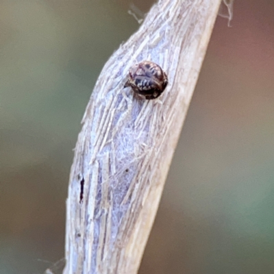 Uraba lugens (Gumleaf Skeletonizer) at Carwoola, NSW - 19 Apr 2024 by Hejor1