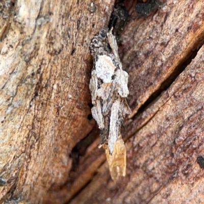 Psychidae (family) IMMATURE (Unidentified case moth or bagworm) at QPRC LGA - 19 Apr 2024 by Hejor1