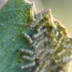 Lepidoptera unclassified IMMATURE (caterpillar or pupa or cocoon) at Cuumbeun Nature Reserve - 20 Apr 2024 by Hejor1