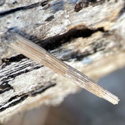 Lepidoscia arctiella (Tower Case Moth) at QPRC LGA - 19 Apr 2024 by Hejor1