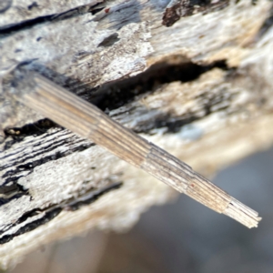 Lepidoscia arctiella at QPRC LGA - 20 Apr 2024