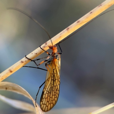 Chorista australis (Autumn scorpion fly) at Cuumbeun Nature Reserve - 20 Apr 2024 by Hejor1