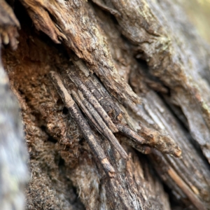 Clania lewinii & similar Casemoths at QPRC LGA - 20 Apr 2024 07:33 AM