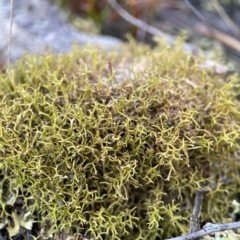 Cladia sp. (genus) at Cuumbeun Nature Reserve - 20 Apr 2024 by Hejor1