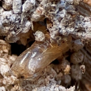 Xyloryctidae (family) at Cuumbeun Nature Reserve - 20 Apr 2024