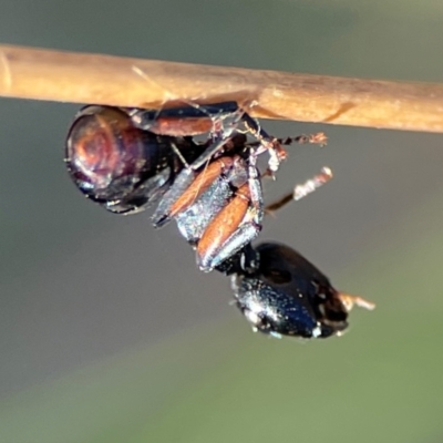 Polyrhachis sp. (genus) (A spiny ant) at QPRC LGA - 20 Apr 2024 by Hejor1