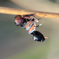 Formicidae (family) at QPRC LGA - 20 Apr 2024