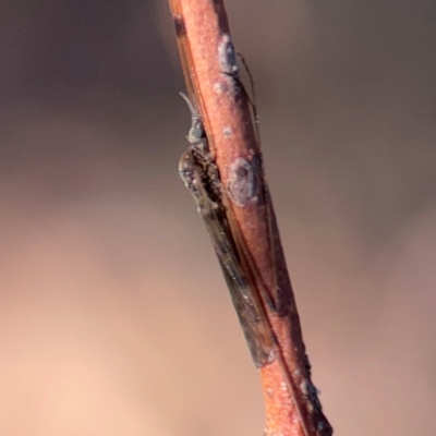 Unidentified Crane fly, midge, mosquito or gnat (several families) at Carwoola, NSW - 19 Apr 2024 by Hejor1