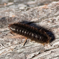 Unidentified Darkling beetle (Tenebrionidae) at QPRC LGA - 19 Apr 2024 by Hejor1