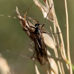 Boreoides subulatus (Wingless Soldier Fly) at Cuumbeun Nature Reserve - 20 Apr 2024 by Hejor1