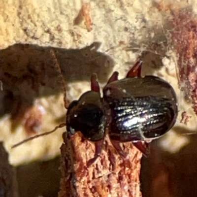 Rhyparida sp. (genus) (Leaf beetle) at Cuumbeun Nature Reserve - 19 Apr 2024 by Hejor1