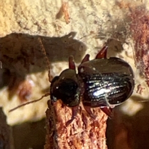 Coleoptera (order) at suppressed by Hejor1