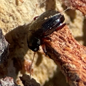 Rhyparida sp. (genus) at Cuumbeun Nature Reserve - 20 Apr 2024