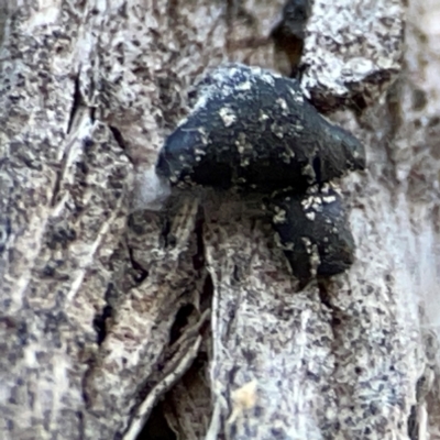 Unidentified Other non-black fungi  at Carwoola, NSW - 19 Apr 2024 by Hejor1