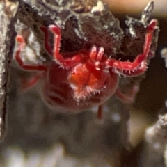 Trombidiidae (family) (Red velvet mite) at Cuumbeun Nature Reserve - 19 Apr 2024 by Hejor1