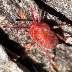 Trombidiidae (family) at QPRC LGA - 20 Apr 2024 08:45 AM