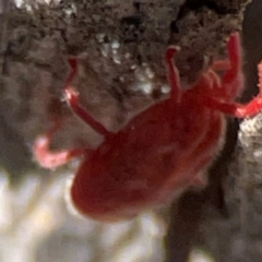 Trombidiidae (family) at QPRC LGA - 20 Apr 2024