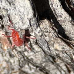 Trombidiidae (family) at QPRC LGA - 20 Apr 2024