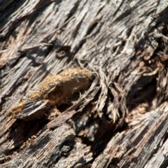 Lepidoptera unclassified IMMATURE (caterpillar or pupa or cocoon) at Cuumbeun Nature Reserve - 20 Apr 2024 by Hejor1