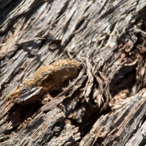 Lepidoptera unclassified IMMATURE at QPRC LGA - 20 Apr 2024