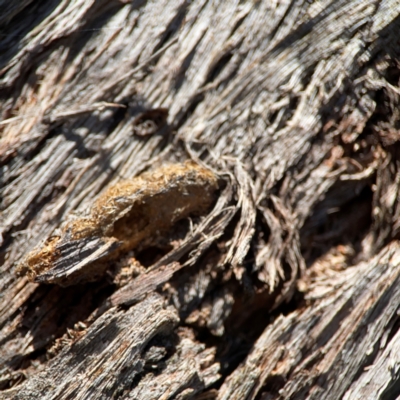 Lepidoptera unclassified IMMATURE moth at QPRC LGA - 19 Apr 2024 by Hejor1