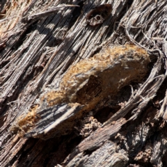 Lepidoptera unclassified IMMATURE moth at QPRC LGA - 20 Apr 2024