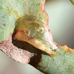 Psyllidae sp. (family) (Unidentified psyllid or lerp insect) at Cuumbeun Nature Reserve - 20 Apr 2024 by Hejor1