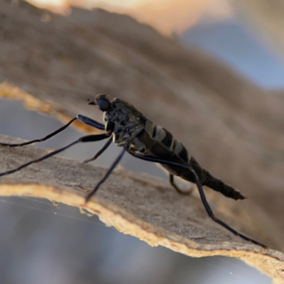 Boreoides subulatus (Wingless Soldier Fly) at QPRC LGA - 20 Apr 2024 by Hejor1