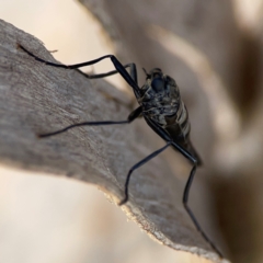 Boreoides subulatus at QPRC LGA - 20 Apr 2024