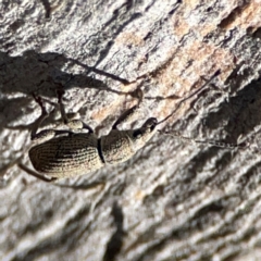 Merimnetes oblongus (Radiata pine shoot weevil) at Cuumbeun Nature Reserve - 20 Apr 2024 by Hejor1