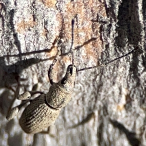 Merimnetes oblongus at Cuumbeun Nature Reserve - 20 Apr 2024