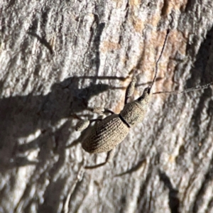 Merimnetes oblongus at Cuumbeun Nature Reserve - 20 Apr 2024