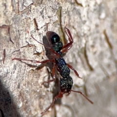 Rhytidoponera aspera (Greenhead ant) at Cuumbeun Nature Reserve - 20 Apr 2024 by Hejor1