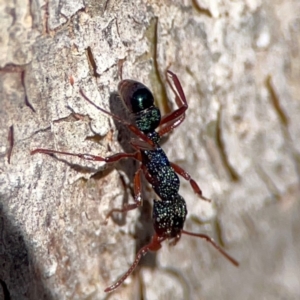 Rhytidoponera aspera at Cuumbeun Nature Reserve - 20 Apr 2024