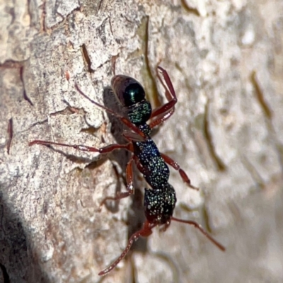 Rhytidoponera aspera (Greenhead ant) at QPRC LGA - 19 Apr 2024 by Hejor1