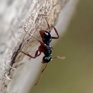 Rhytidoponera aspera at Cuumbeun Nature Reserve - 20 Apr 2024